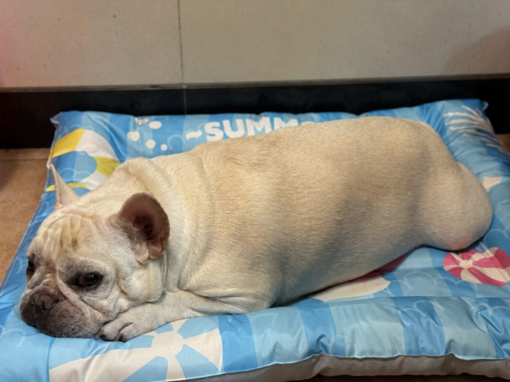 Extra Large Gel Cooling Dog Bed with Raised Bolster