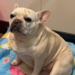 Extra Large Cooling Mat for Dogs Manufacturer