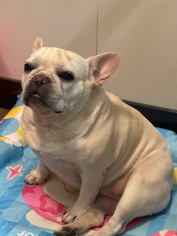 Extra Large Cooling Mat for Dogs Manufacturer