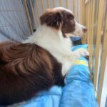 Extra Large Cooling Mat for Dogs Manufacturer