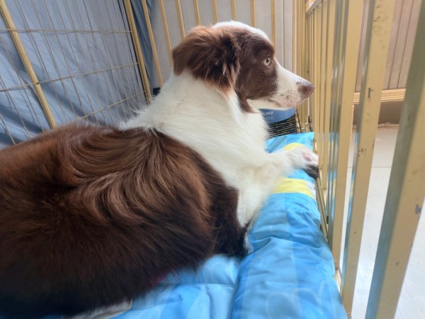 Extra Large Cooling Mat for Dogs Manufacturer