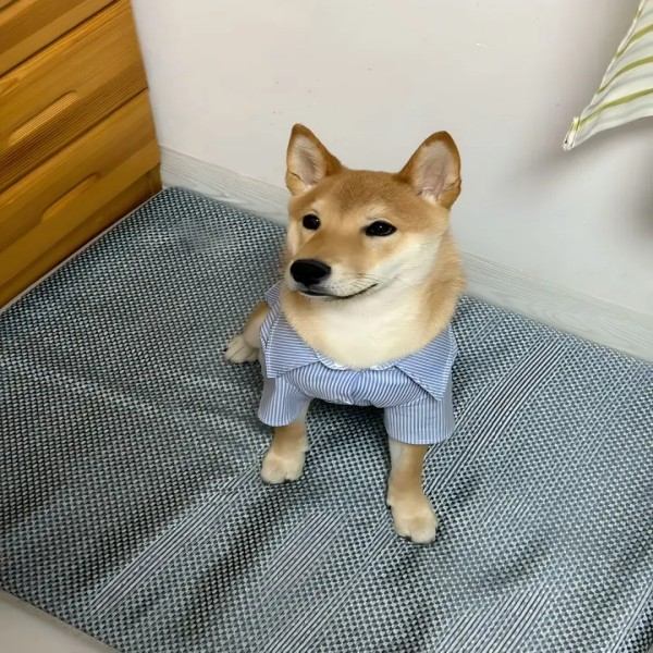 Non Gel Cooling Mat for Dogs Manufacturer