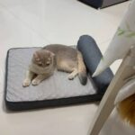 Cooling Orthopedic Dog Bed for Summer Comfort and Support