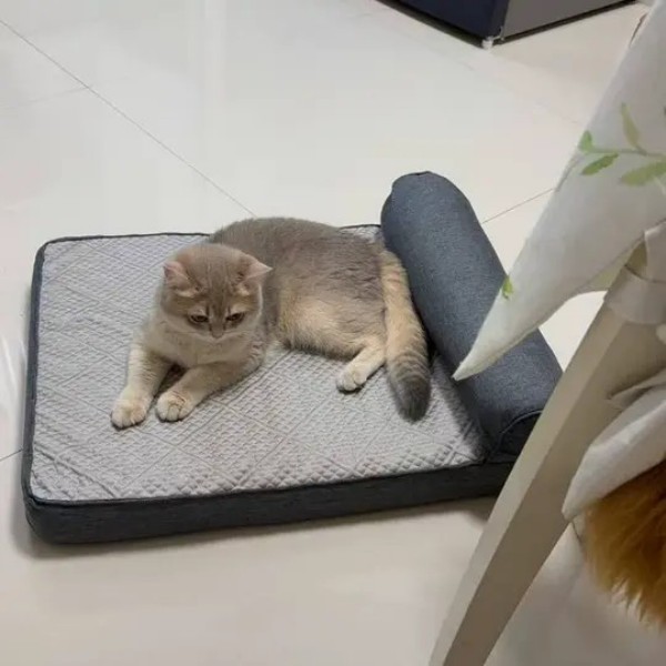 Cooling Orthopedic Dog Bed for Summer Comfort and Support