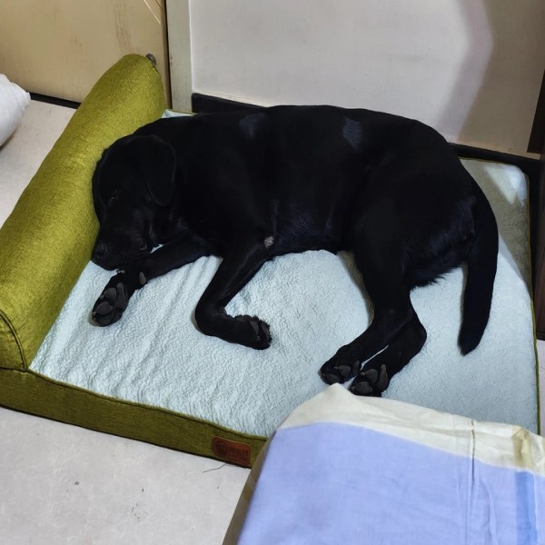 Cooling Orthopedic Dog Bed for Summer Comfort and Support