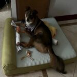 Cooling Orthopedic Dog Bed for Summer Comfort and Support