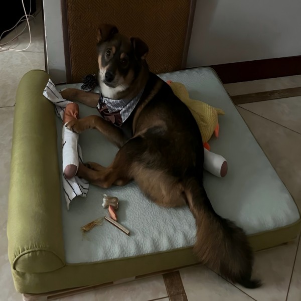Cooling Orthopedic Dog Bed for Summer Comfort and Support