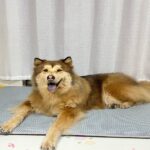 Non Gel Cooling Mat for Dogs Manufacturer