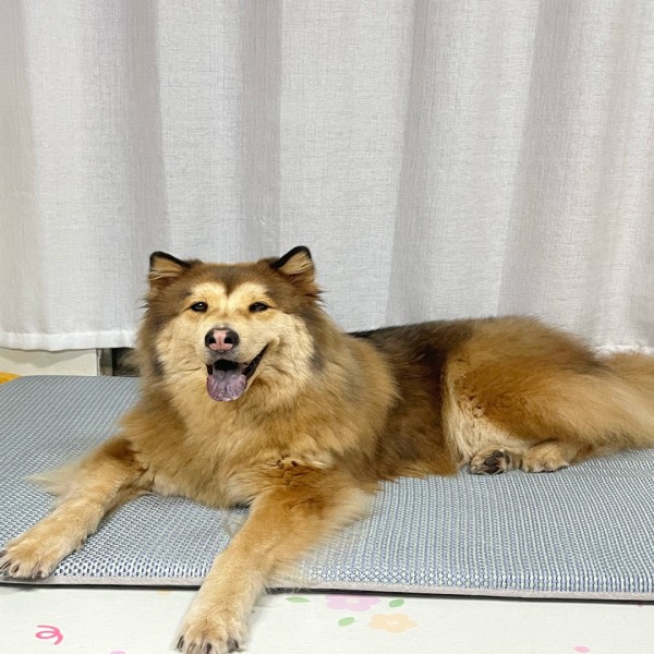 Non Gel Cooling Mat for Dogs Manufacturer