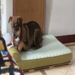 Cooling Orthopedic Dog Bed for Summer Comfort and Support