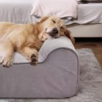 A Big Barker Orthopedic Dog Bed Alternative for Wholesale Programs