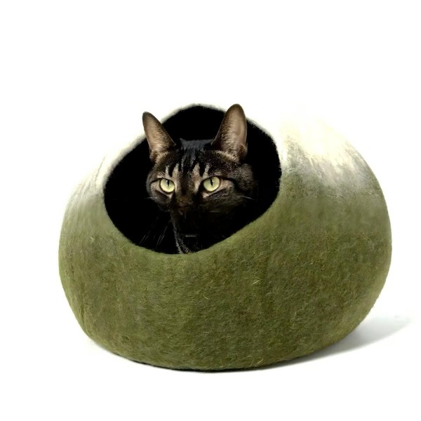 Cat-Scale Access Without an Unsupported Weight Claim