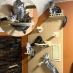 Wall Mounted Cat Furniture Manufacturer | Modular Pegboard Cat Wall System