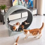 Cat Exercise Wheel Manufacturer | Modular PP Running Wheel