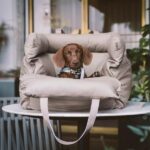 Pet Car Seat for Dogs Manufacturer | Padded Travel Seat Beds